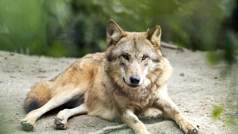 Ein Wolf im Zürcher Zoo, aufgenommen im September 2020.
