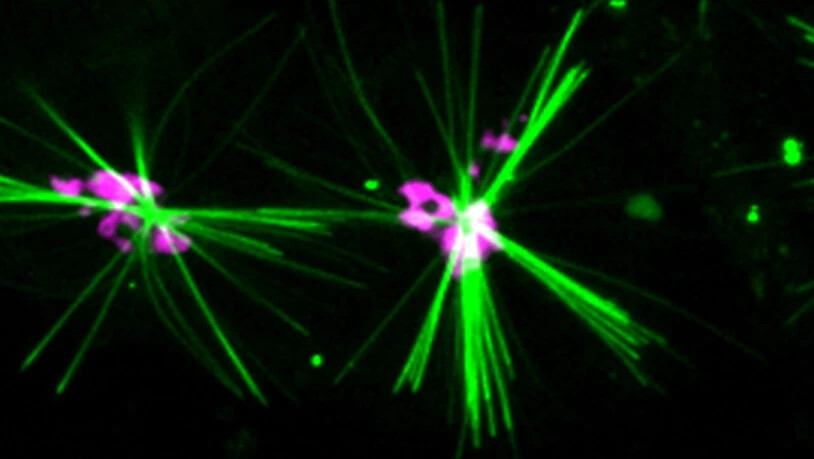 Ein Farbstoff erzeugt fluoreszierende Kristalle (grün) in Zellen, die die Bewegung des Motorproteins Kinesin-1 entlang von Mikrotubuli aufzeichnen. (Pressebild)