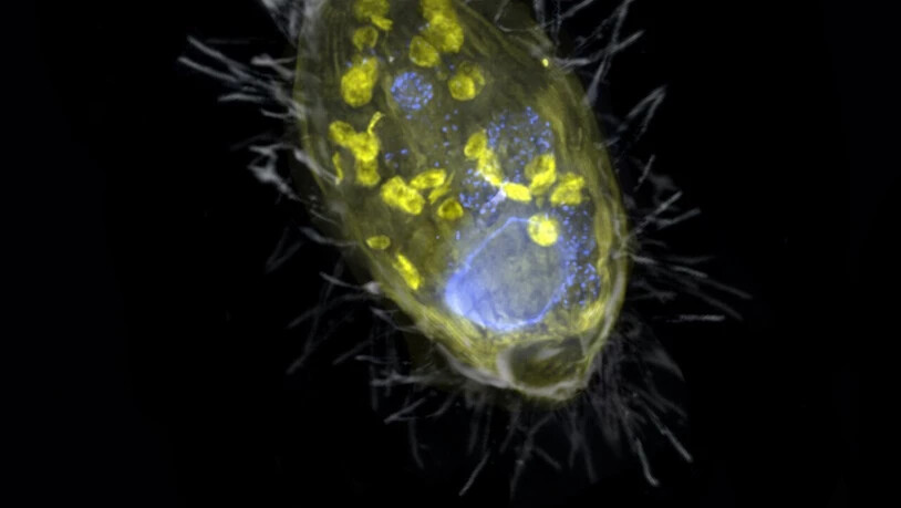Eine Illustration des Wimperntierchens mit seinem Endosymbionten namens Candidatus Azoamicus ciliaticola. Der einzellige Wirt verleibte sich seinen Mitbewohner vor 200 bis 300 Millionen Jahren ein. Dank ihm überlebt er nun in sauerstofffreier Umgebung. …