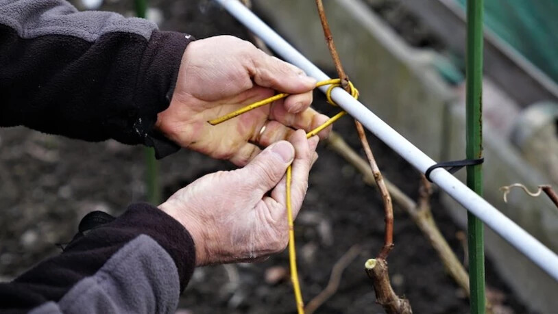«Mama Mia»: Da kann man nichts machen, die Schneelast hat das Gewächshaus zerstört.