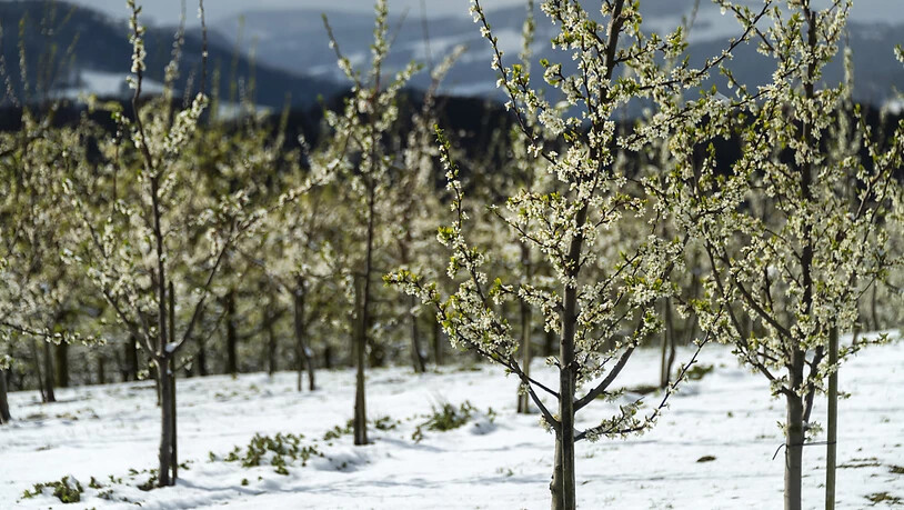 Schnee und Kälte ist nicht gerade das, was Obstproduzenten in der Schweiz derzeit sehnlichst herbeiwünschen....  (KEYSTONE/Georgios Kefalas) Geo-Information: Schweiz/Ramlinsburg Quelle: KEYSTONE Fotograf: GEORGIOS KEFALAS