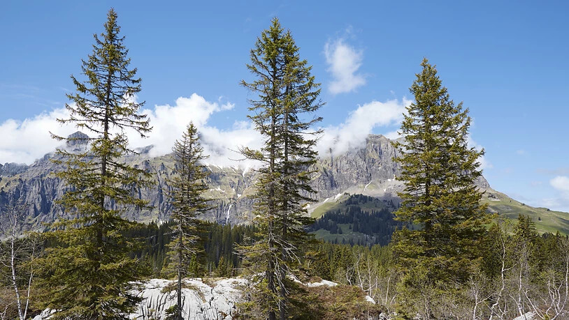 Eine Studie im Baselbiet zeigte, dass die Fichte während Trockenperioden möglicherweise schneller verdurstet als bisher angenommen. (Im Bild: Der grösste Fichtenurwald der Alpen im Muotatal im Kanton Schwyz).