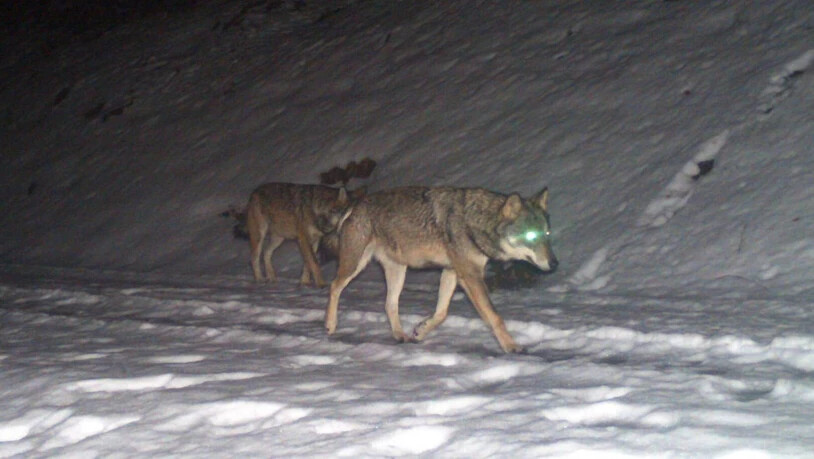 Die Wolfsregulierung ist auch im Kanton Glarus ein Thema. Der Regierungsrat fordert weitergehende Massnahmen.