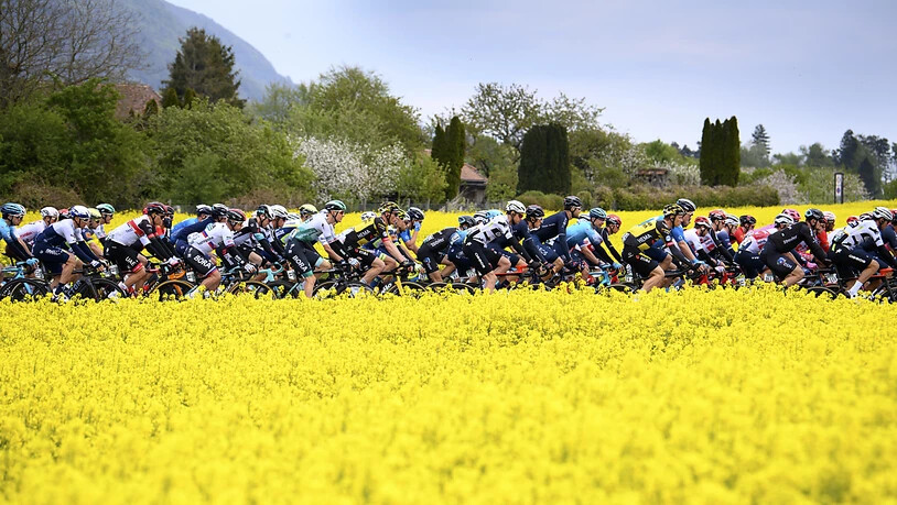 Das Feld der Tour de Suisse rollt 2021 wieder durch die Schweiz.