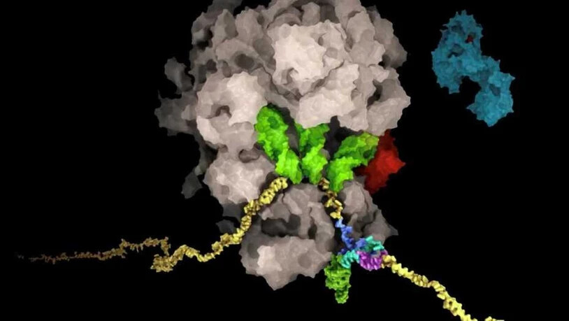 Achillesferse: Die RNA (gelb) des SARS-CoV-2-Virus bildet eine knotige Struktur (mehrfarbig, unten rechts), die zu einer Verschiebung des Leserasters des Ribosoms (braun) führt. So steuert die virale RNA die Produktionsmengen der viralen Proteine. Stört…
