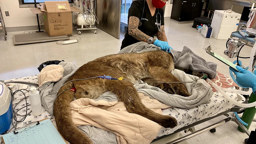 HANDOUT - Dr. Alex Herman untersucht den Puma  mit dem Spitznamen «Mr. Handsome» in der Tierklinik des Zoos von Oakland. Nach einem zweitägigen Streifzug durch die Straßen von San Francisco ist das Tier von Wildhütern geschnappt worden. Foto: -/Oakland…