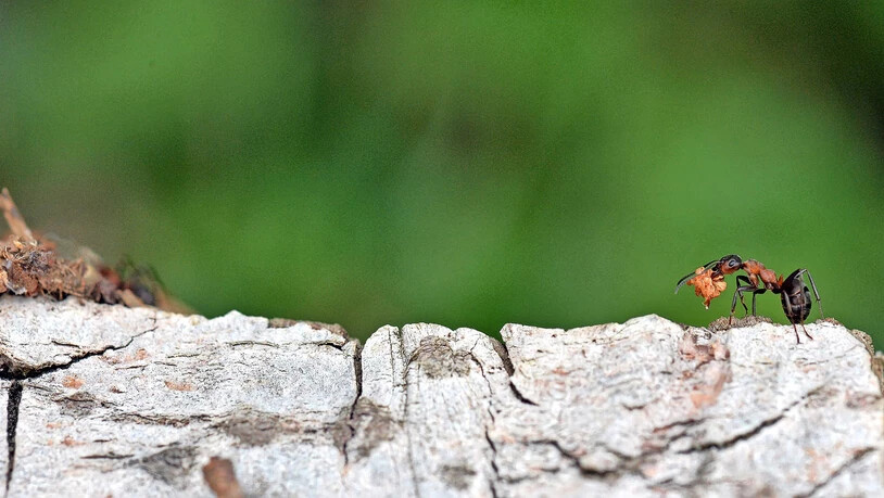 Immer beschäftigt: Waldameisen erbeuten Insekten, transportieren Samen und sammeln Baumaterial. Damit tragen sie zu einer gesunden Umwelt bei. 