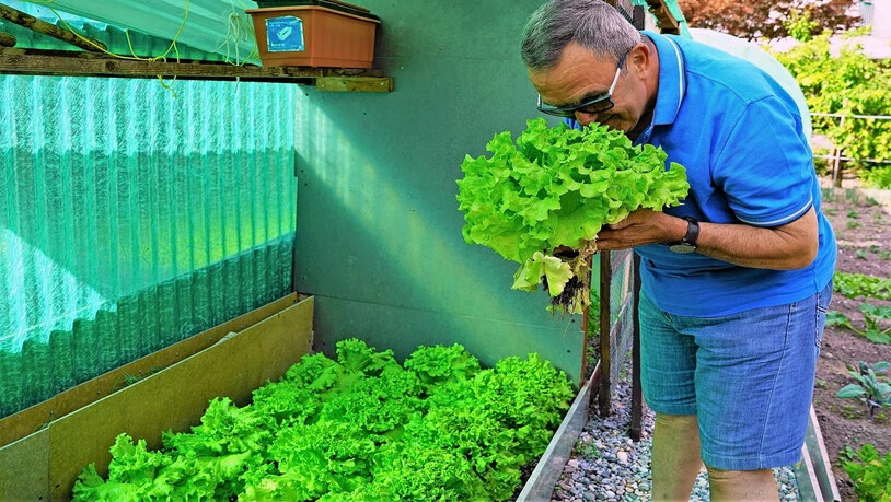 Zum Nachahmen empfohlen: Der frische Salat schmeckt nicht nur, er riecht auch vorzüglich.