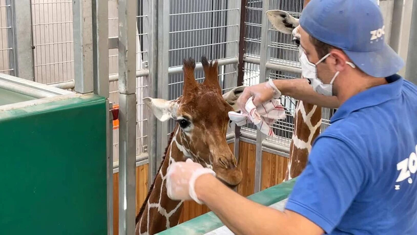 Ein Tierpfleger sammelt eine Giraffenduft-Probe für den Zoll. Damit können die Spürhunde trainieren.