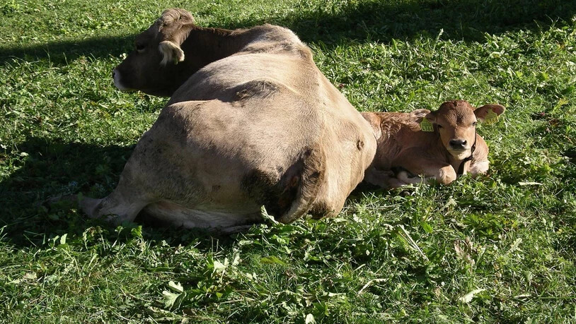 Bei Valzeina wurde vergangene Woche ein Kalb von Wölfen gerissen. 