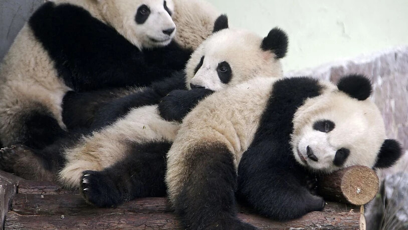 In einem Zoo in Frankreich sind zwei Riesenpandas geboren worden. (Archivbild)