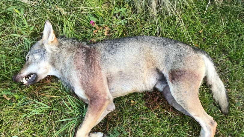 Der getötete Wolf soll am Institut für Tierpathologie der Universität Bern identifiziert werden.
