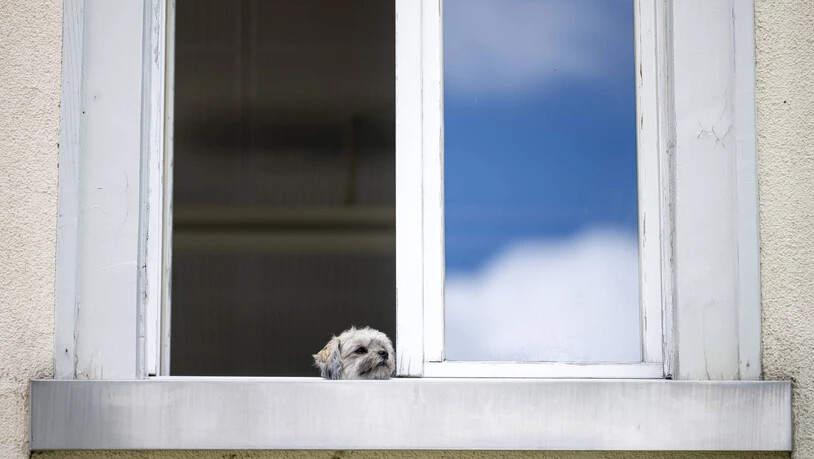 Dieser Hund geniesst die Sonnenstrahlen in Felsberg.
