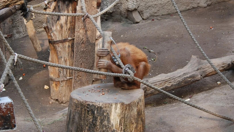 Ein Orang-Utan-Weibchen im Leipziger Zoo knackte auch noch nach Abschluss der Studie Nüsse mit Holzhämmer. (Pressebild)