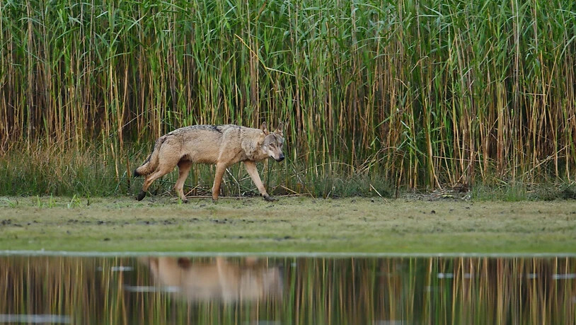 Ein erwachsener Wolf läuft am Morgen an einem Teichufer entlang. Foto: -/Torsten Beuster/dpa - ACHTUNG: Nur zur redaktionellen Verwendung und nur mit vollständiger Nennung des vorstehenden Credits