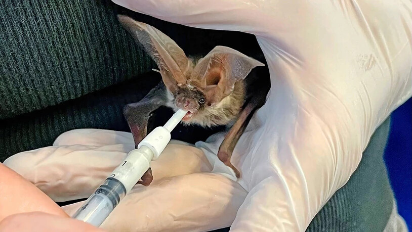 Fütterungszeit: Eine junge Langohrfledermaus wird von einer Fachperson mit einer speziellen Milch ernährt.