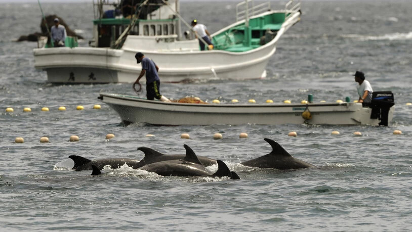 Die Jagd nach Delfinen und deren Tötung sorgt bei Umweltorganisationen und in den Sozialen Medien für einen Aufschrei. (Symbolbild)