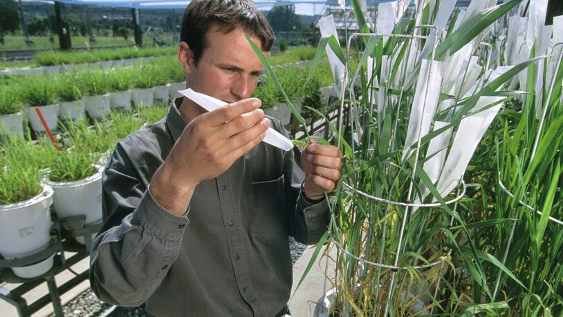 Ein Forscher bei der Arbeit mit genmanipulierten Weizenpflanzen.