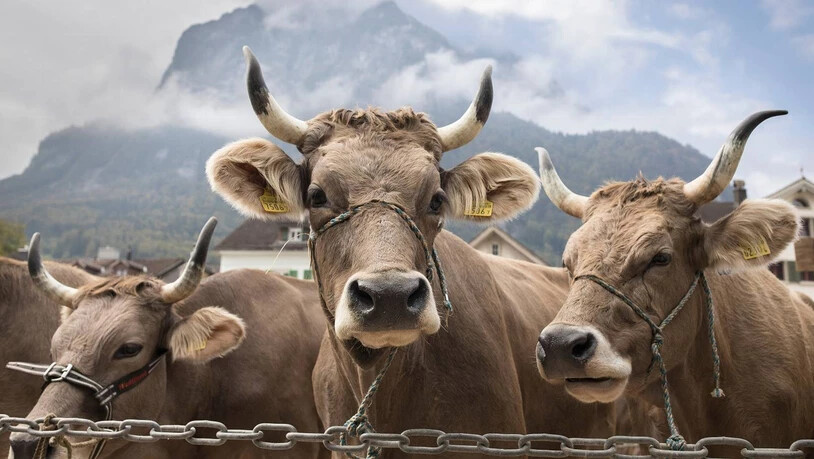 Wetterglück: Am Samstag bleiben die Kühe auf dem Zaunplatz in Glarus im Trockenen.