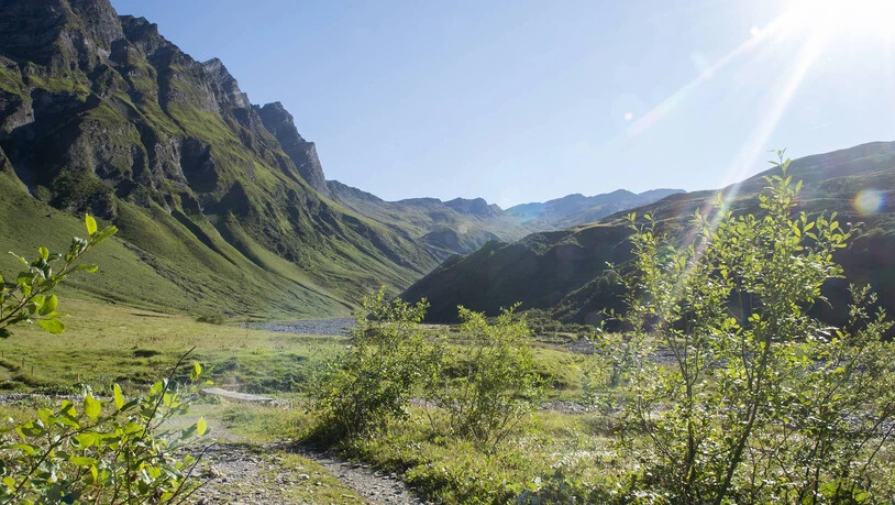 Weil der Mensch in das Naturland vordringt, gibt es vermehrt Zoonosen.