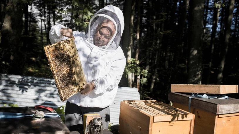 Viel Arbeit, wenig Ertrag: 2021 war für die Glarner Imkerinnen und Imker – hier Robert Knobel – kein gutes Jahr.