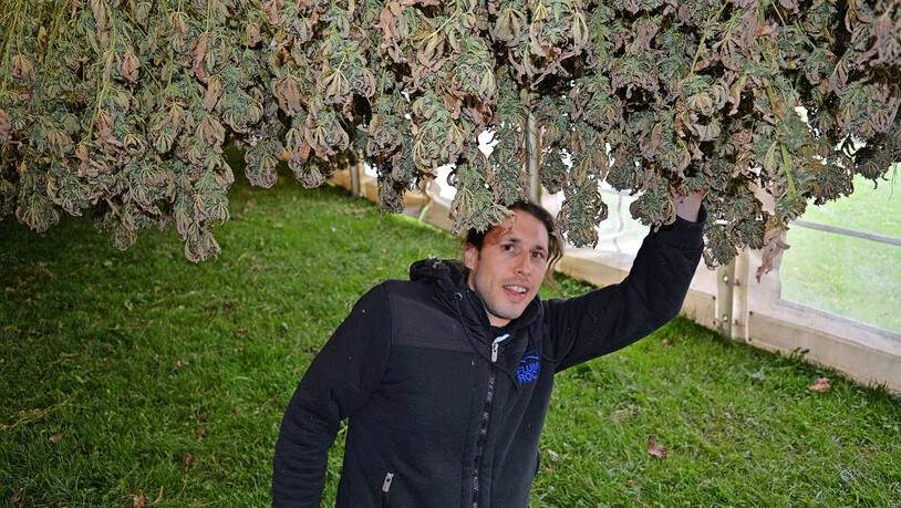 Zum Trocknen ins Festzelt: Andreas Franzi überprüft den Hanf, der nach der Ernte an der Decke hängt. 