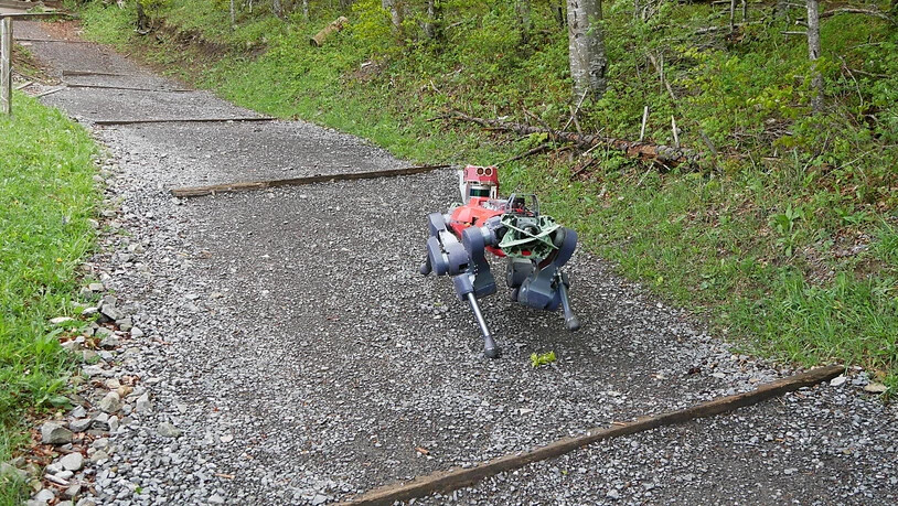 Der vierbeinige Roboter überwand während seiner Wanderung auf den Etzel rund 120 Höhenmeter. (zVg)