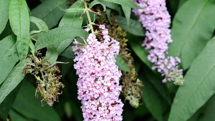 Gesucht, tot oder lebendig: Sommerflieder soll es im Glarnerland weniger geben, dafür mehr einheimische Büsche. 