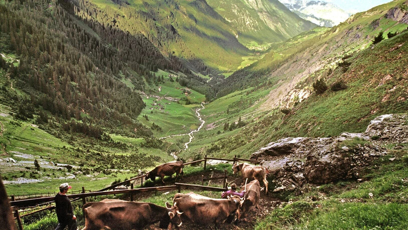 Schon seit 1000 Jahren: Urner treiben ihre Kühe über den Klausenpass auf den Urnerboden – das Plateau rangen sie den Glarnern ab.