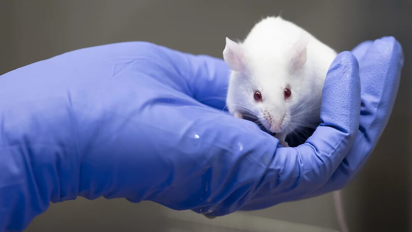 In der Schweiz gibt es kein absolutes Verbot von Tierversuchen. 79 Prozent der Stimmenden und alle Kantone sagten Nein zur entsprechenden Initiative. Im Bild eine Labormaus in einem Krebs-Forschungszentrum. (Archivbild)