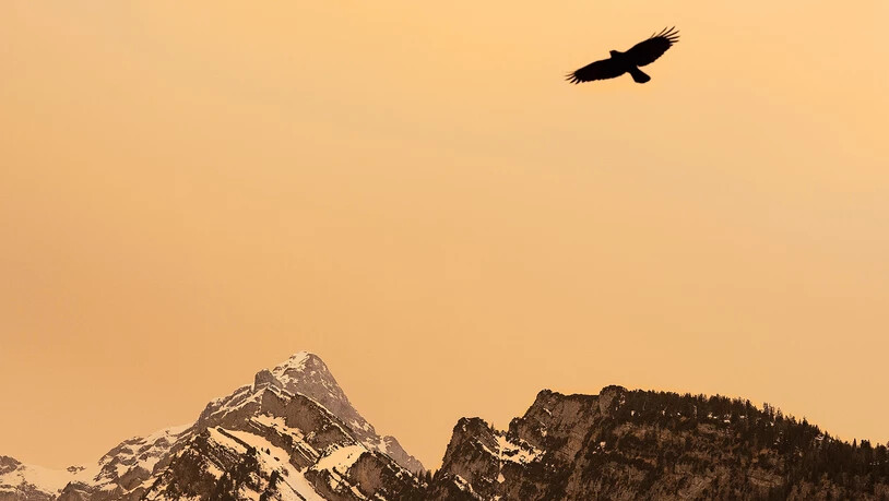 Vogel im Saharastaub