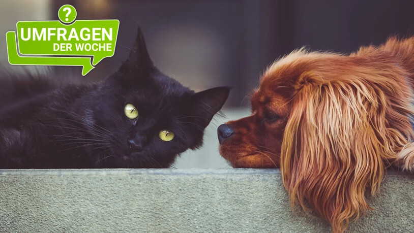 Die Mehrheit unserer Leserinnen und Leser besitzen kein Haustier.