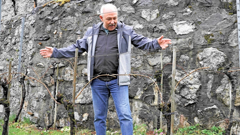 Nach dem Winterschnitt: Roland Gisler erklärt die hirschgeweihähnliche Form der beiden stehen gelassenen Ruten am Weinstock.

