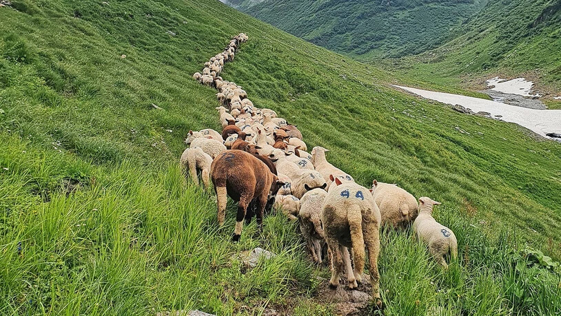 Geschützte Weide ermöglichen: Auch auf Glarner Alpen sollen Freiwillige beim Herdenschutz helfen.
