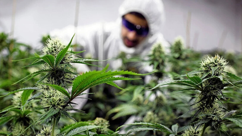 Hohe Beanstandungsquote: Produkte mit Cannabis haben bei den Kontrollen der Lebensmittelämter schlecht abgeschnitten.