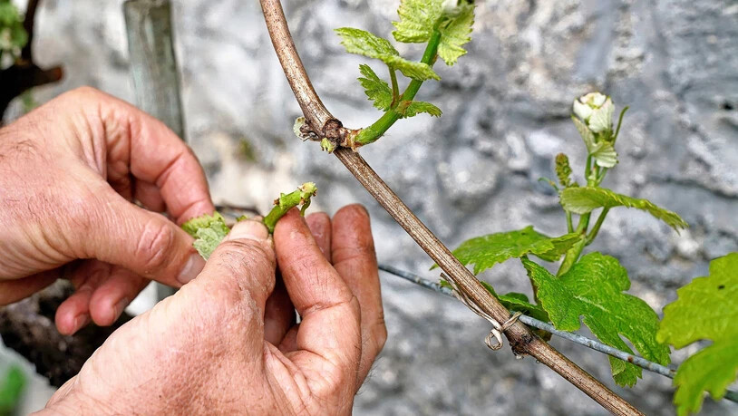 Die Rebenpflege ist wichtig: Das Ausbrechen der Doppeltriebe ist erforderlich, damit die Energie im Weinstock verbleibt.