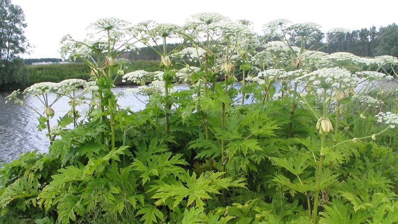 Riesenbärenklau: Er ist schön anzusehen, aber auch schön gefährlich.
