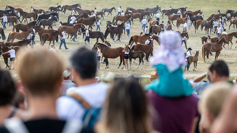 Zahlreiche Pferde hatten beim Marché-Concours in Saignelégier ihren Auftritt.