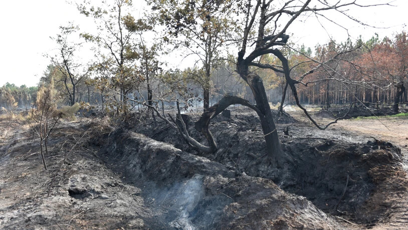 Blick auf einen abgebrannten Baum. Die französischen und europäischen Einsatzkräfte haben das Feuer an der Atlantikküste bei Bordeaux in den Griff bekommen. Foto: Ervin Shulku/ZUMA Press Wire/dpa