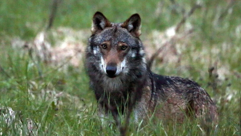 Reizthema: Das Parlament diskutiert über den Umgang mit dem Wolf.