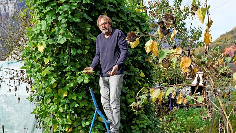 Es wächst und wächst und wächst: Gerhard Sersch braucht eine höhere Leiter, um seine Stangenbohnen zu ernten.
