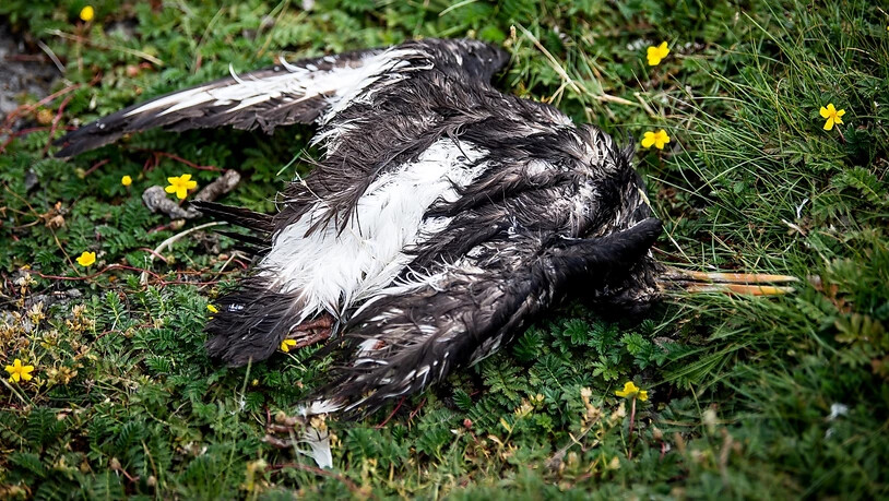 Beim jüngsten Ausbruch der Vogelgrippe sind bereits tausende Vögel ums Leben gekommen. Das südamerikanische Land Ecuador hat nun Massnahmen ergriffen. (Archivbild)