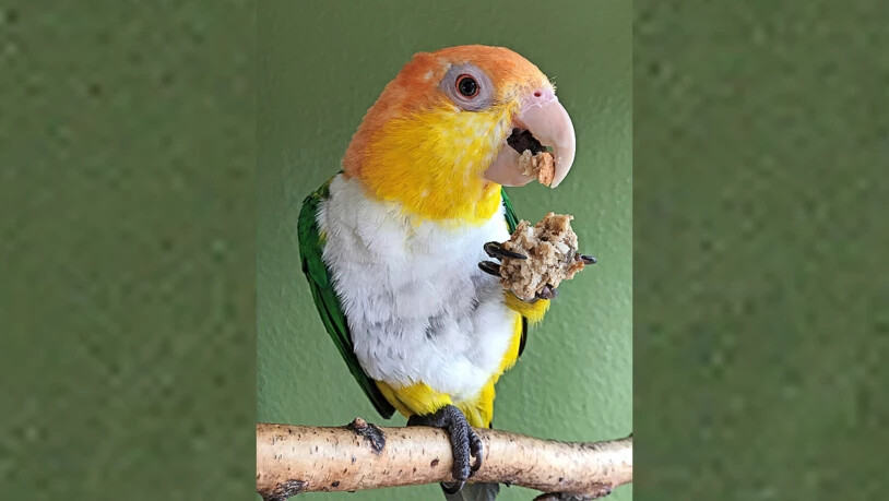 Zum Krallen gern: Weihnachtskeks für den gefiederten Liebling. 