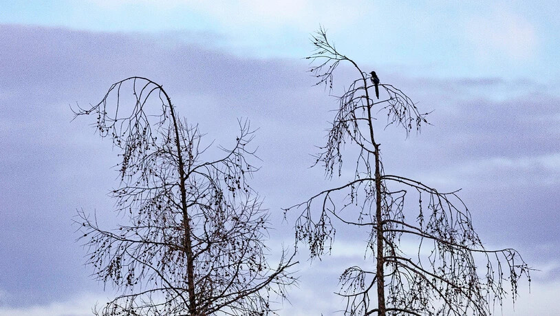 Alle Sujets hat der Fotograf von Zuhause aus geschossen.