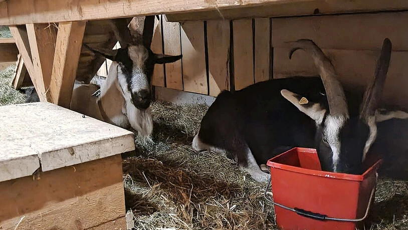 Selber den Heimweg gefunden: Die seit vergangenem Mittwoch vermissten Geissböcke sind wohlbehalten zurück im Stall und geniessen dort seine Vornehmlichkeiten.