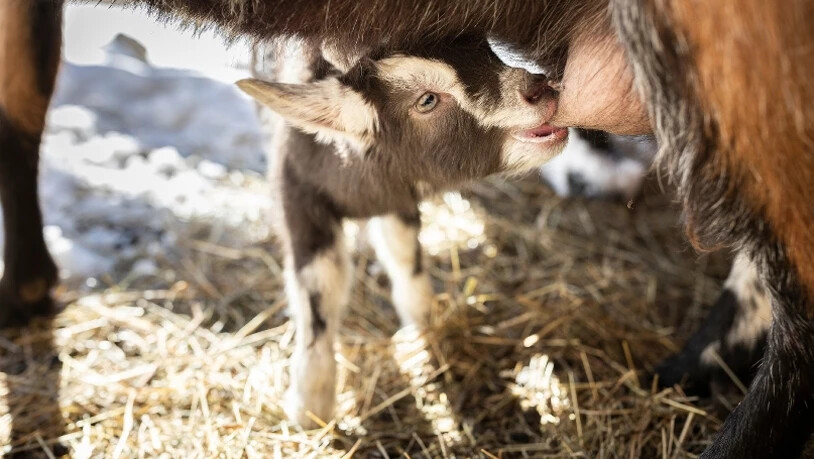 Jede Geburt ist für Bamert ein neues Wunder.