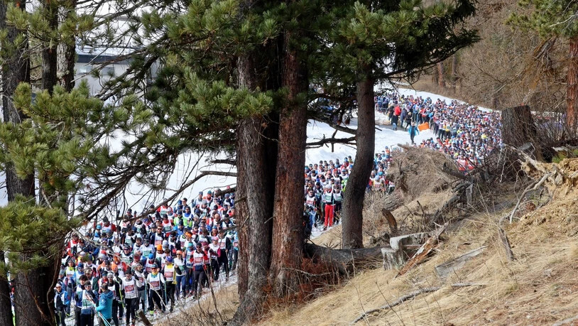 Durch die Bäume: Der Tross des Engadin Skimarathon zieht sich in die Länge.