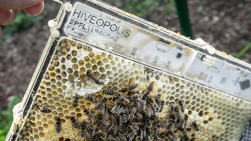 Mit dieser Roboter-Bienenwabe wird das Verhalten von Bienenkolonien untersucht.