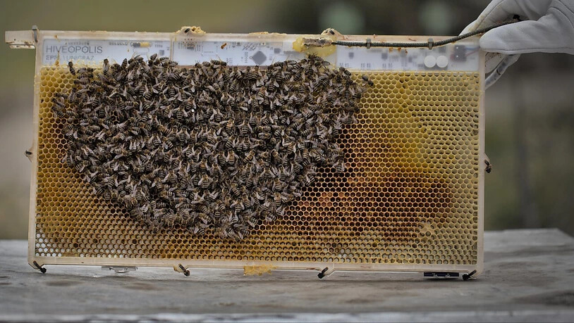 Die neue High-Tech-Bienenwabe kann Temperaturen messen und beeinflussen.