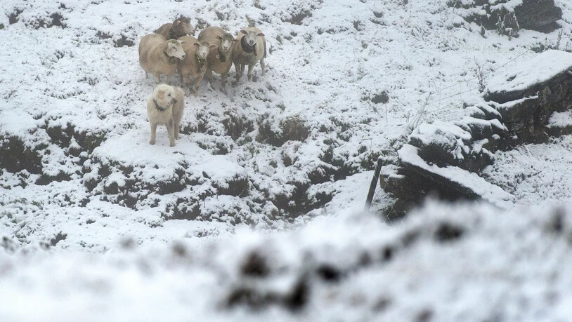 Einen Tag un eine Nacht auf sich gestellt: Im ersten Teil der Einsatzbereitschaftsprüfung wacht Junghund Balu auf der Alp Mäderns oberhalb Mels 24 Stunden allein über seine fünf Schafe. Das Gelände ist gänzlich neu für ihn und die Weide absichtlich nicht umzäunt. 